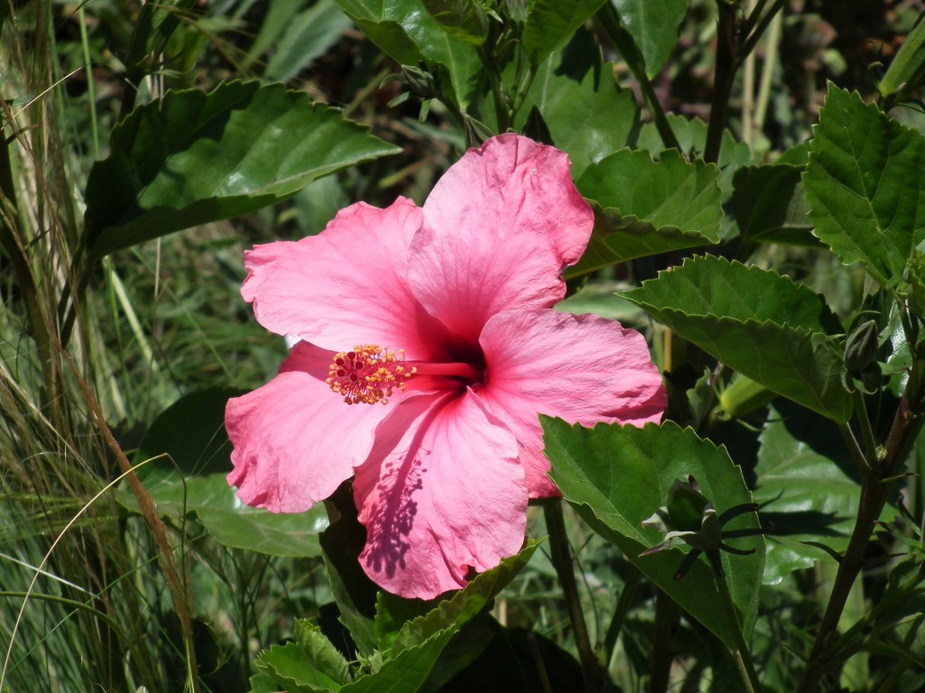 Hibisco