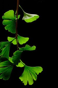 Ginkgo_Biloba