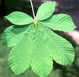 Hoja de castaño