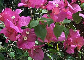 Bouganvillea