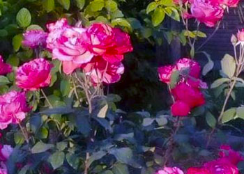 Rosas