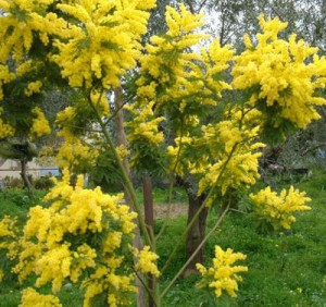 acacia