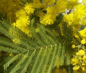 acacia