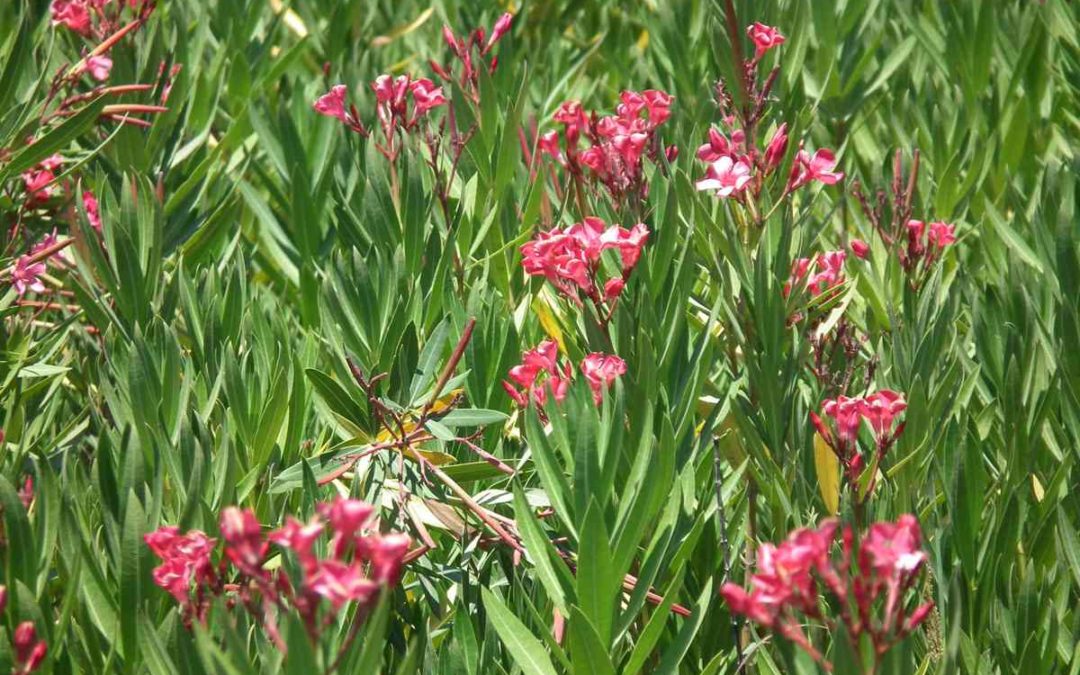 Laurel de flor