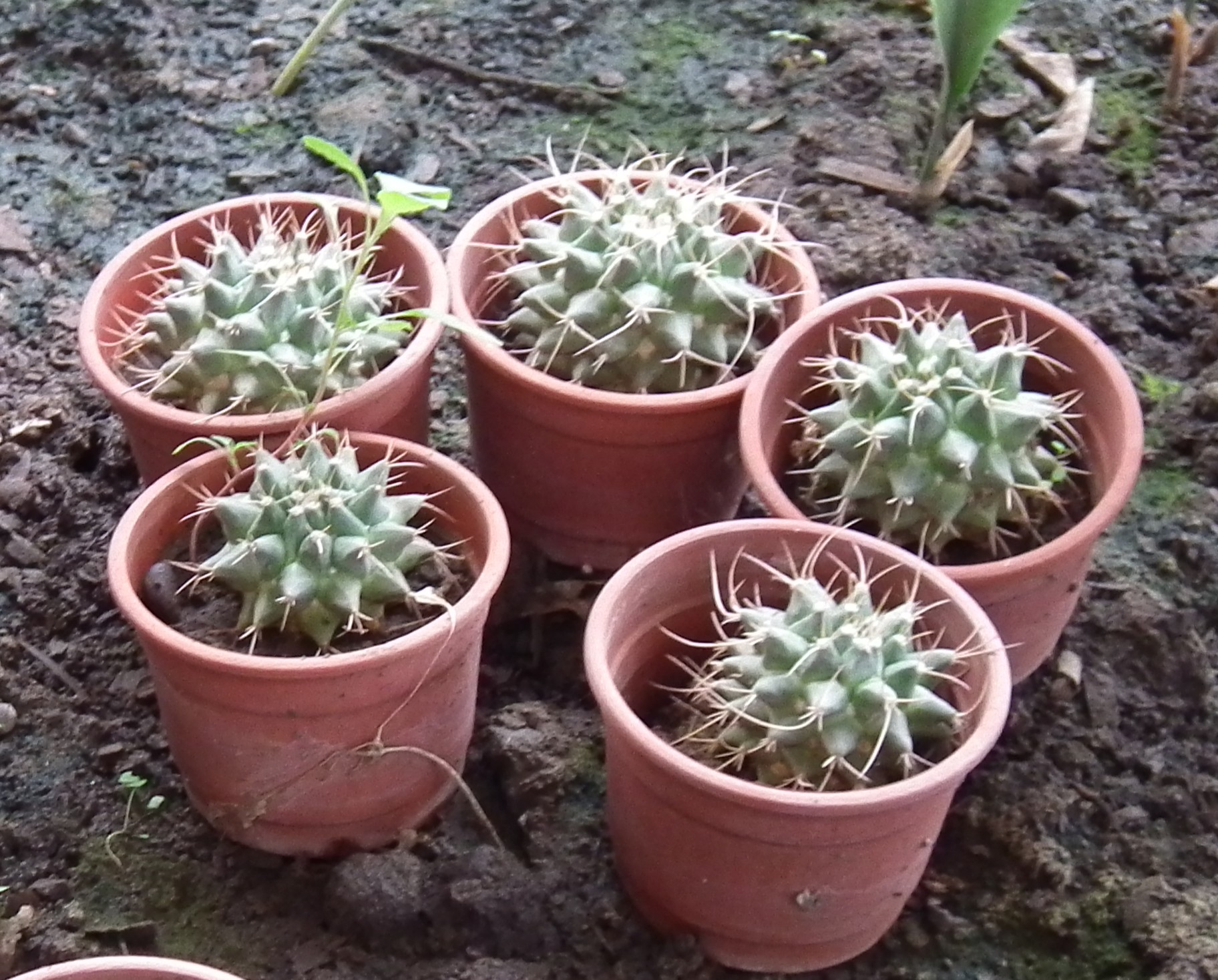 Foto1