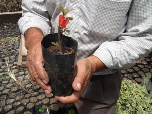Pequeña Bugambilia