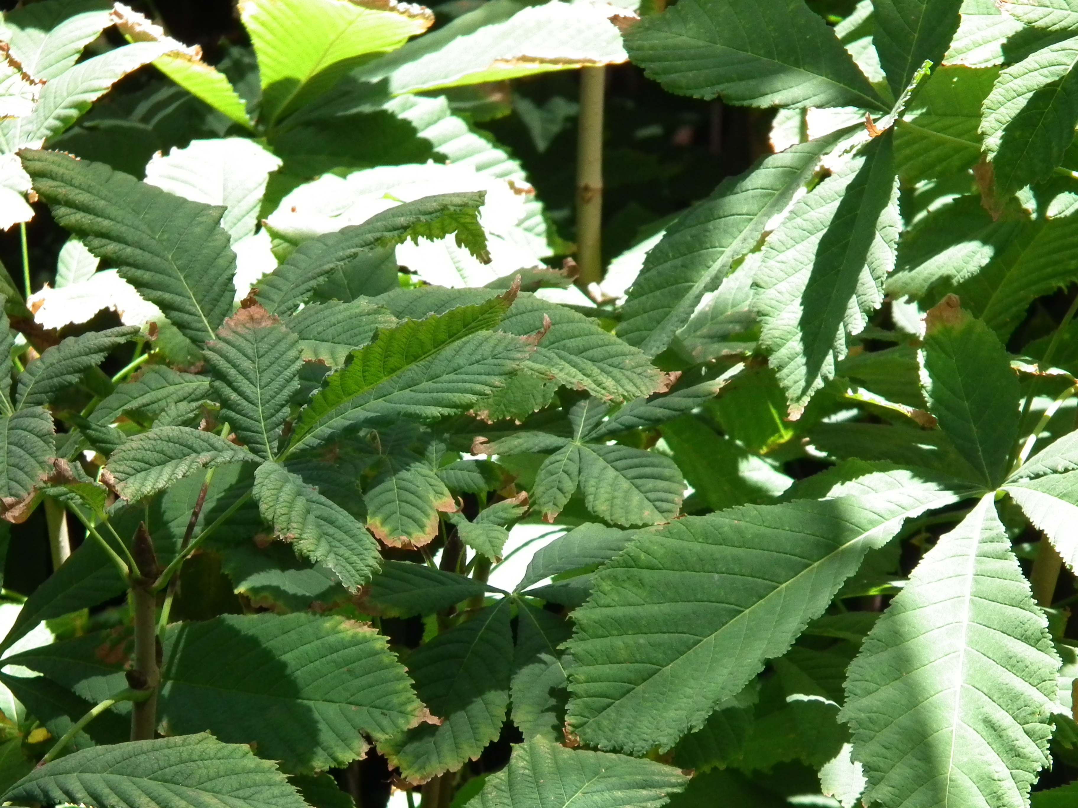 Castaño de las Indias JARDIN PRAT