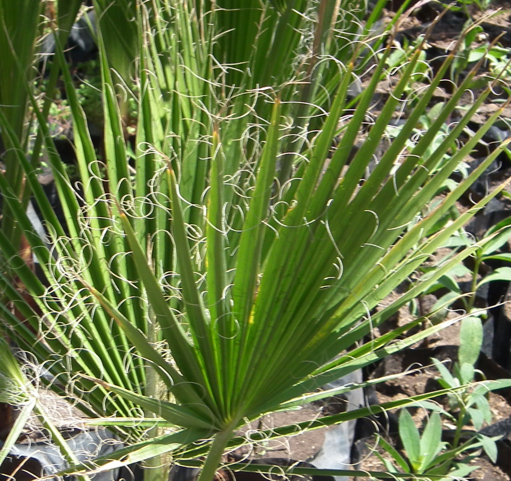 Palmera Washintoniana