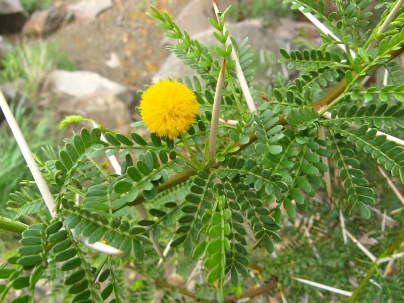 Acacia CAPENSIS