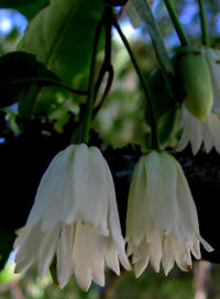 Flor de patagua
