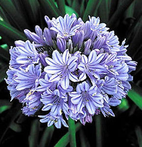 Agapanto (Agapanthus africanus)